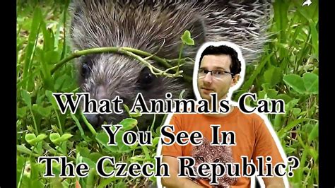 Animals In Czech Republic Youtube