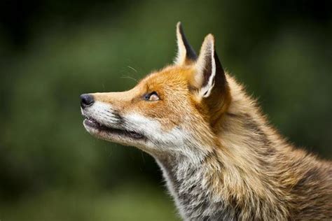 Fox Stock Photos, Images and Backgrounds for Free Download