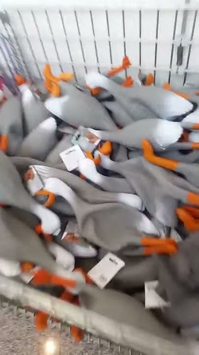 армия уток - duck army - YouTube