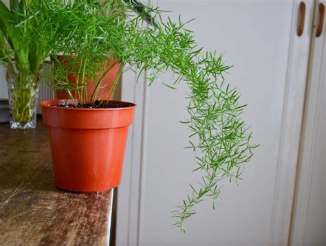 Asparagus Fern Care Guide – HOUSE PLANT HOUSE