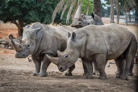 Ramat Gan Safari - Visitors Guide