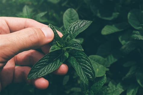 Mentha Piperita Oil Minzöl Kingbear