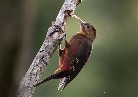 A Small Bird Perched On Top Of A Tree Branch With A Worm In Its Mouth