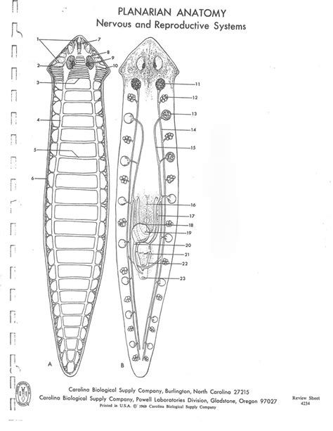 Planarian Anatomy Diagram Quizlet