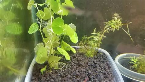 Why Aquarium Plant Roots Growing Everywhere [3 Reasons]