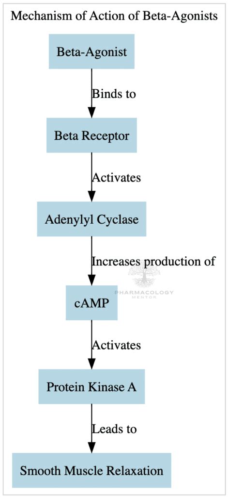 Understanding Beta-Agonists: A Complete Overview for Patients and ...