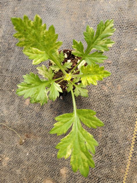 Artemisia Oriental Limelight — Gingers Greenhouse