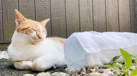 猛暑で夏バテ気味の三毛猫家族に暑さ対策をしたら快適に過ごしてくれました！ Youtube