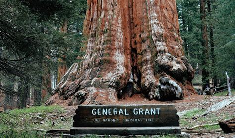 Sequoia National Park Travel Guide - Parks & Trips