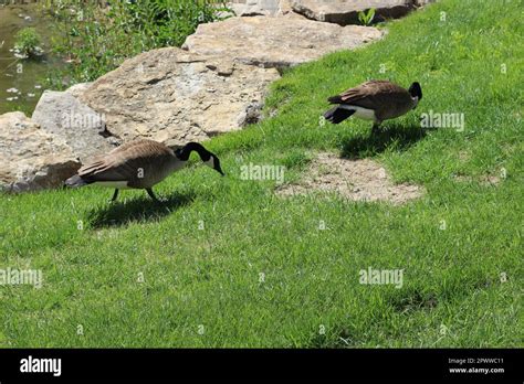 Pair Of An Adult Canada Geese Branta Canadensis Mostly In And Near The Pond Swimming