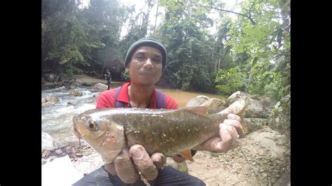 Randuk Belantara Hutan Ulu Muda Layan Memancing Anak Tengas Kelah