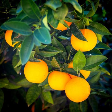 Branch Orange Tree Fruits Green Leaves In Spain Stock Image Image Of