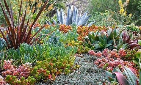 Succulent Garden Design Ideas | Fasci Garden