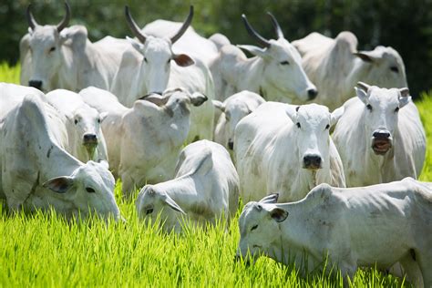 Manejo Do Solo Ajuda Pecuarista A Engordar O Rebanho