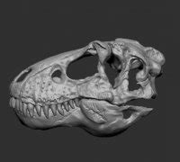 Dinosaurs Skull 3D Models To Print Yeggi