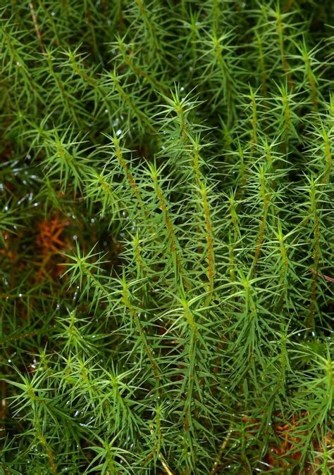 Кукушкин лён обыкновенный (Polytrichum commune) - PictureThis