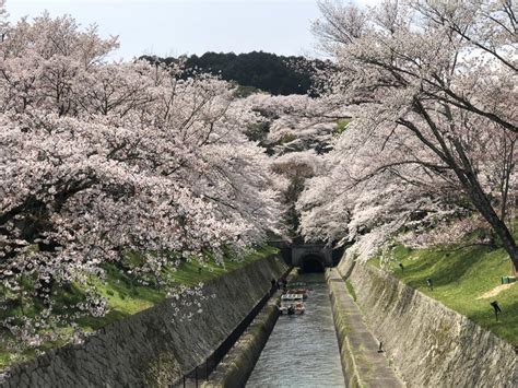 『桜満開 大津 長等公園～三井寺～琵琶湖疎水を歩いてきました。』大津滋賀県の旅行記・ブログ By Olive26さん【フォートラベル】