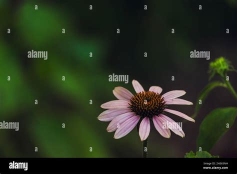 One Echinacea Flower Close Up On A Green Background With A Place To