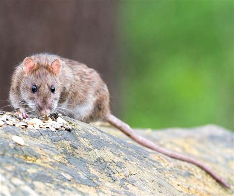 Norway Rats Norway Rats Identification And Dangers Lubbock Tx