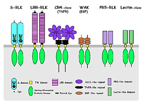 Torii Lab Research Receptor Like Kinases In Plants