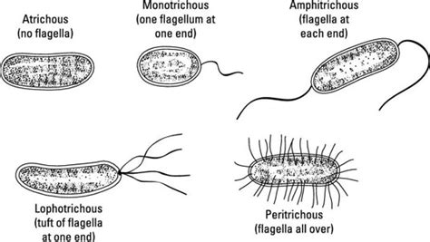 Flagellum Function