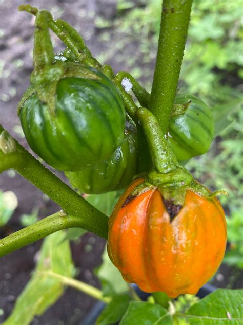 African Bitter Ball, solanum Aethiopicum, Seeds. ID ABDRS11 ...