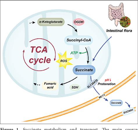 Figure 1 from Succinate metabolism in cardiovascular diseases ...