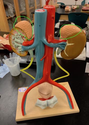 Lab Exam 3 Urinary System Flashcards Quizlet