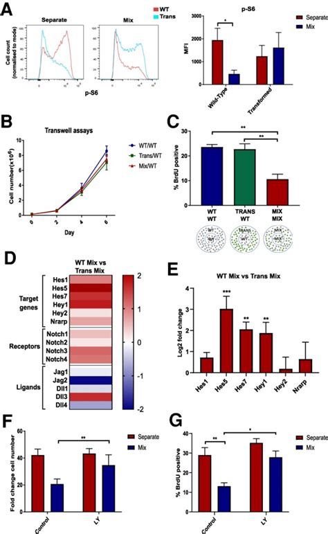 Glioblastoma Stem Cells Induce Quiescence In Surrounding Neural Stem