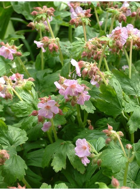 Geranium cantabrigiense 'Biokovo' Bodziszek kantabryjski