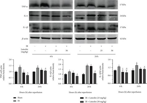 Luteolin Reduced The Expression Of Inflammatory Cytokines A Relative Download Scientific