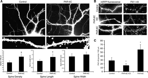 Figure From The Par Polarity Protein Regulates Dendritic Spine