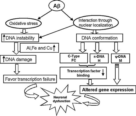 Our proposed hypothesis on mechanism of Ab(42) induced genomic ...