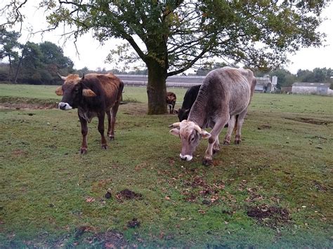 Cow Field Free Photo On Pixabay Pixabay