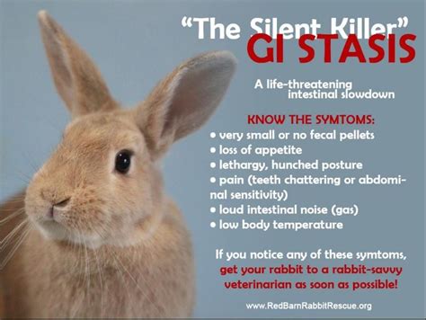 Is My Rabbit Sick Common Illnesses House Rabbit Resource Network