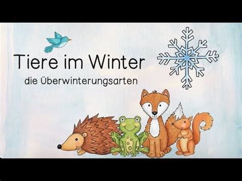 Tiere im Winter Überwinterungsstrategien Winterschlaf Winterruhe