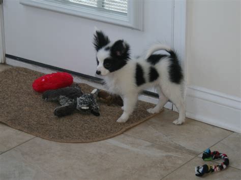 Involo Papillons Breeders Of Champion Papillons