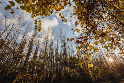 Не прикрытые листвой деревья (много фото) - treepics.ru