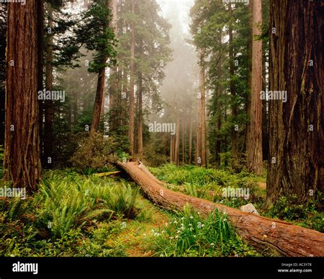Fallen Nurse Log Among Coast Redwood Trees Sequoia Sempervirens Douglas