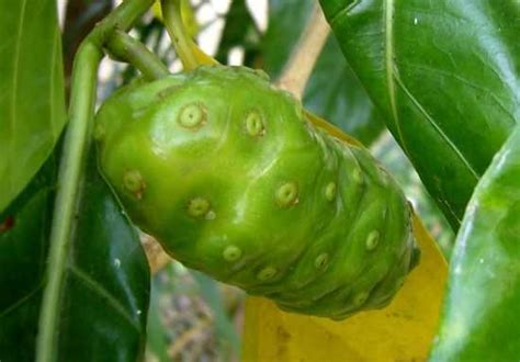 Le Noni Fruit Du Morinda Citrifolia Description Et Propriétés Médicinales