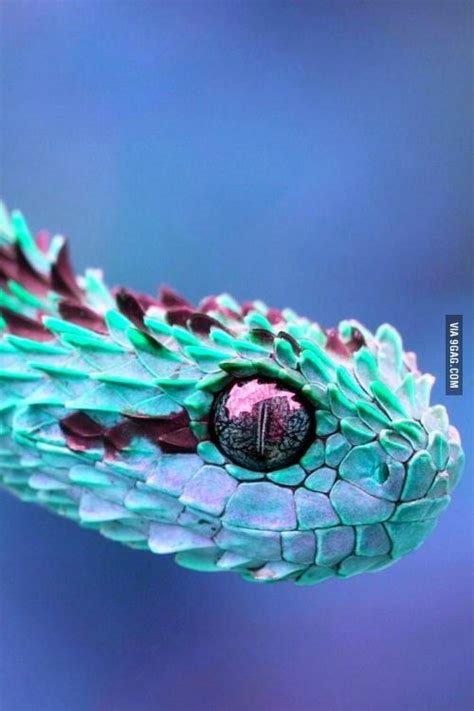 Atheris Hispida The Autumn Adder Snake Beautiful Snakes Pretty Snakes