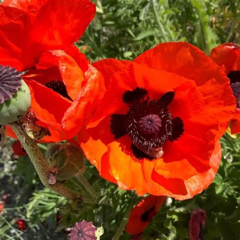 Papaver Orientale Allegro Brilliant Orange Red Oriental Poppy