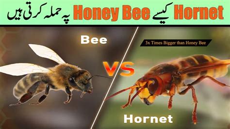 Giant Hornets Attack Honey Bee Hive Bees Kill A Giant Hornet With