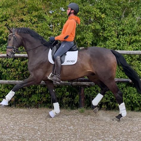 Chatting With Luis Tillman Mulberry Tree Dressage