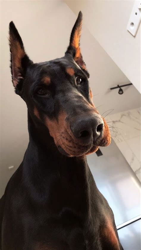 Pin by Luzie Lopez on Perros doberman | Doberman puppy, Scary dogs ...