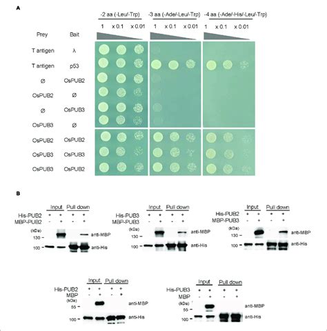 Homo And Hetero Dimeric Complex Formation Of Ospub2 And Ospub3 A Download Scientific