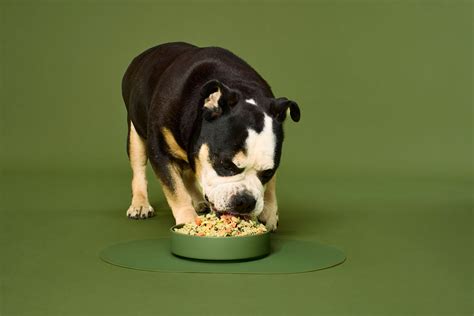 Nom Nom Dog Food | Uncrate