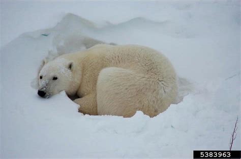 Polar Bear Ursus Maritimus