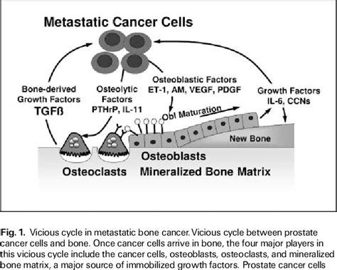 Figure 1 From Basic Mechanisms Responsible For Osteolytic And