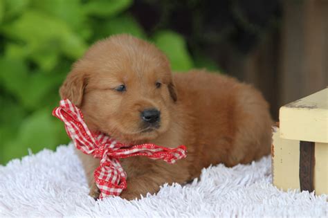 Red Golden Retriever Puppy